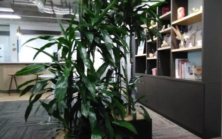 オフィス　観葉植物